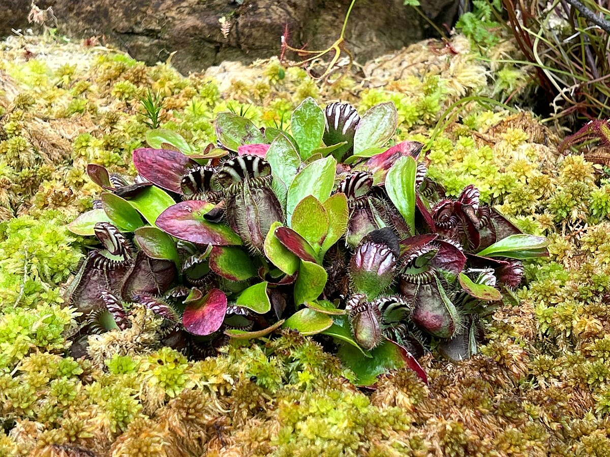 Cephalotus follicularis
