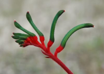Drosera allantostigma