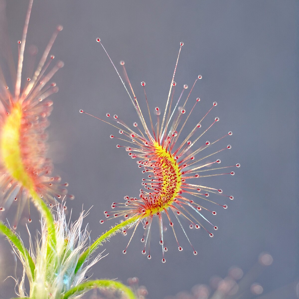 Drosera scorpioides