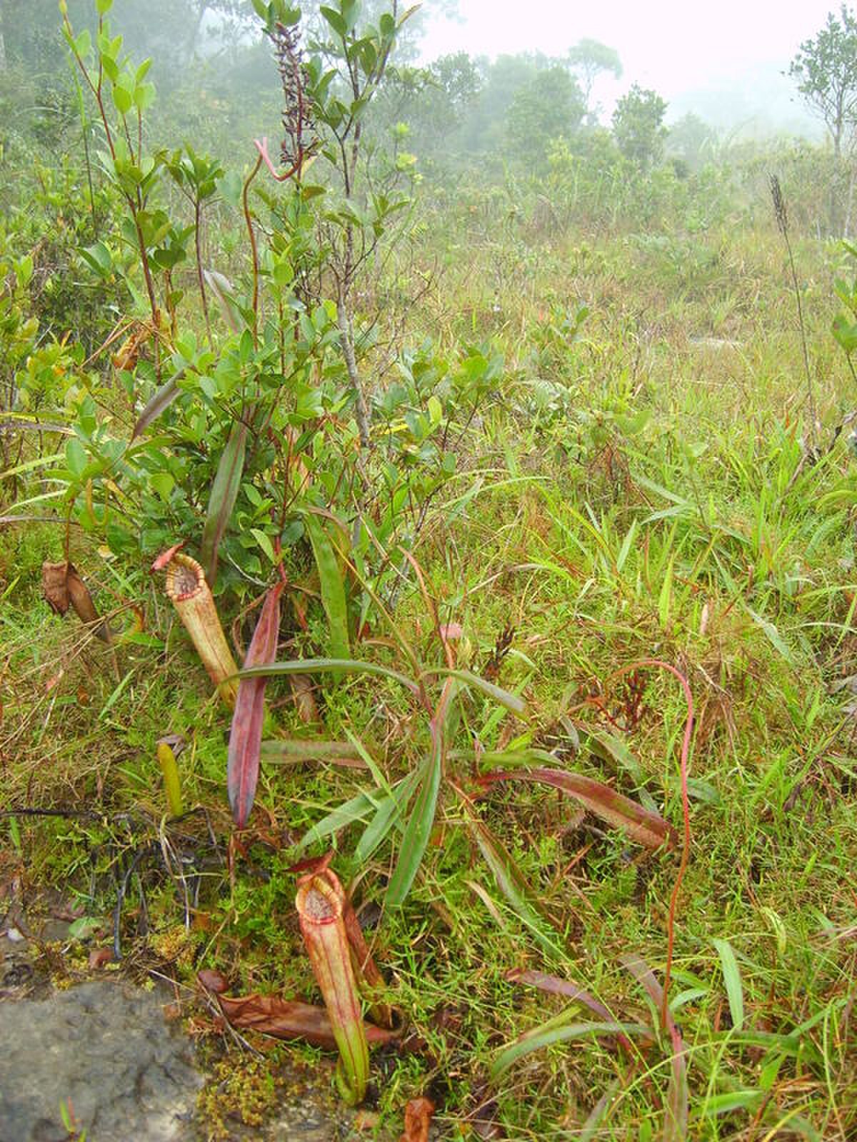 Nepenthes bokorensis
