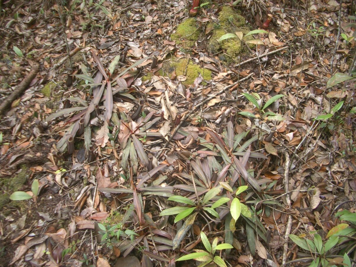 N. albomarginata growing in Sumatran heath forest