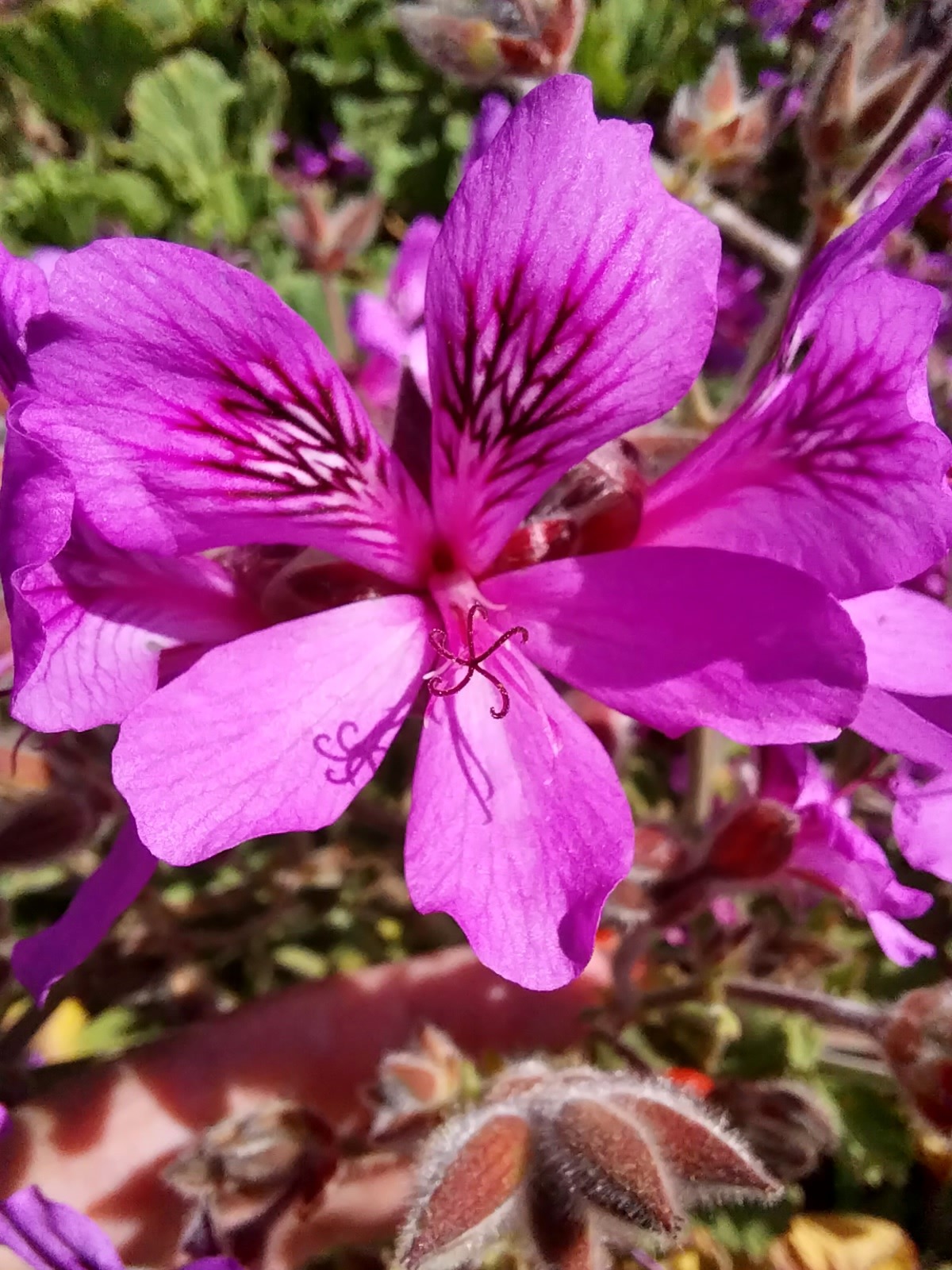 Pelargonium citrosum