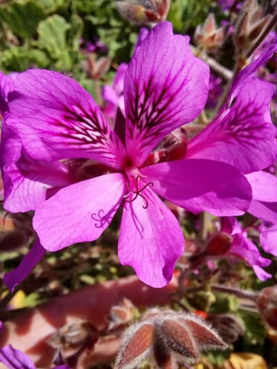 Pelargonium citrosum