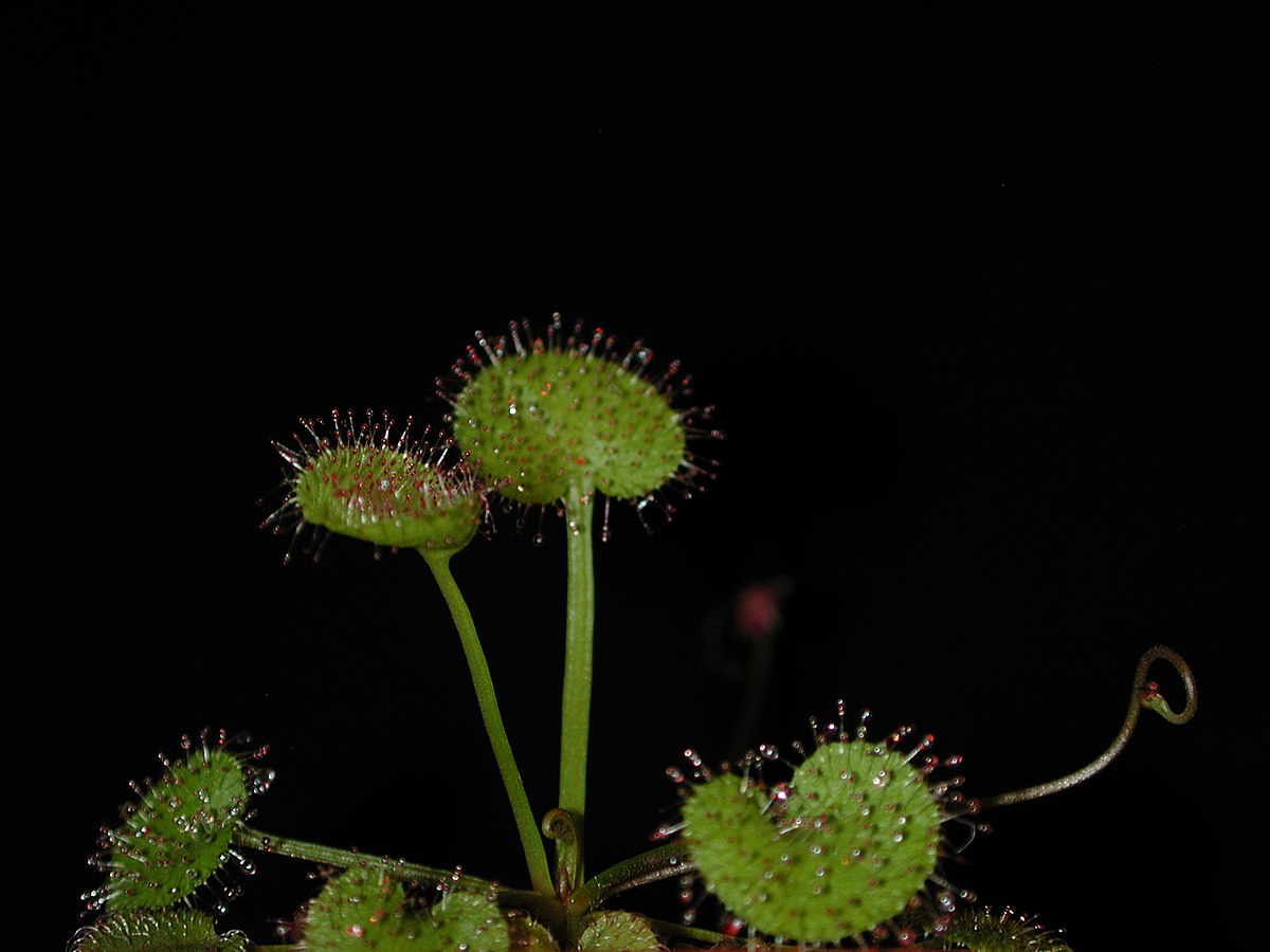 Drosera prolifera