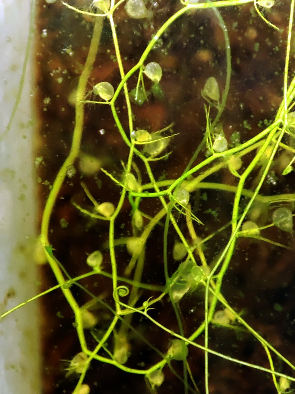 Utricularia gibba