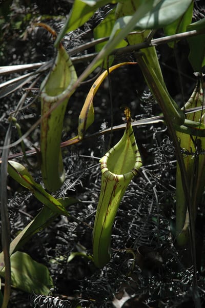 Nepenthes fusca
