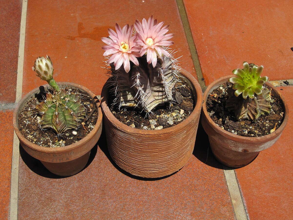 Gymnocalycium mihanovichii