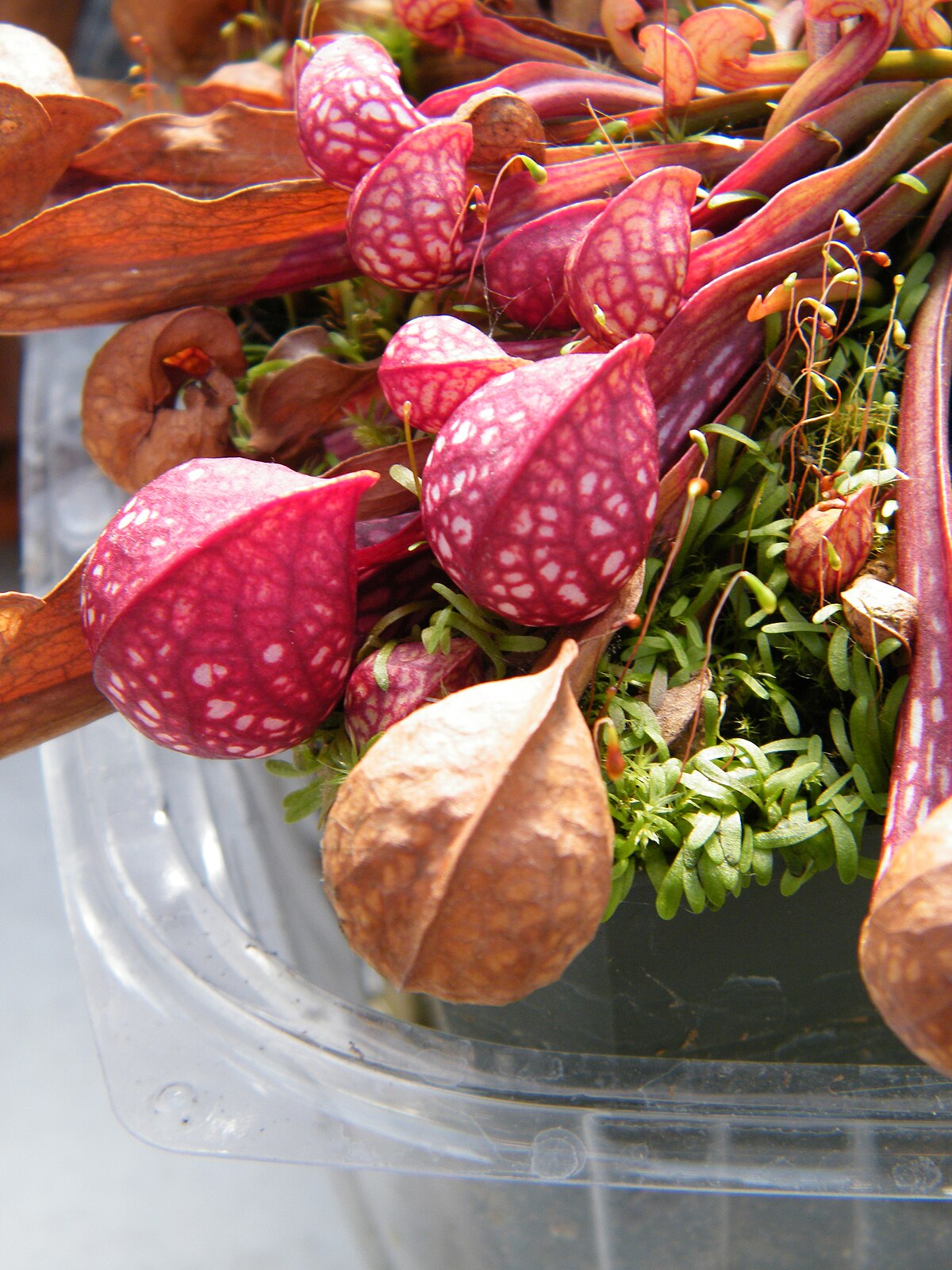 Sarracenia psittacina