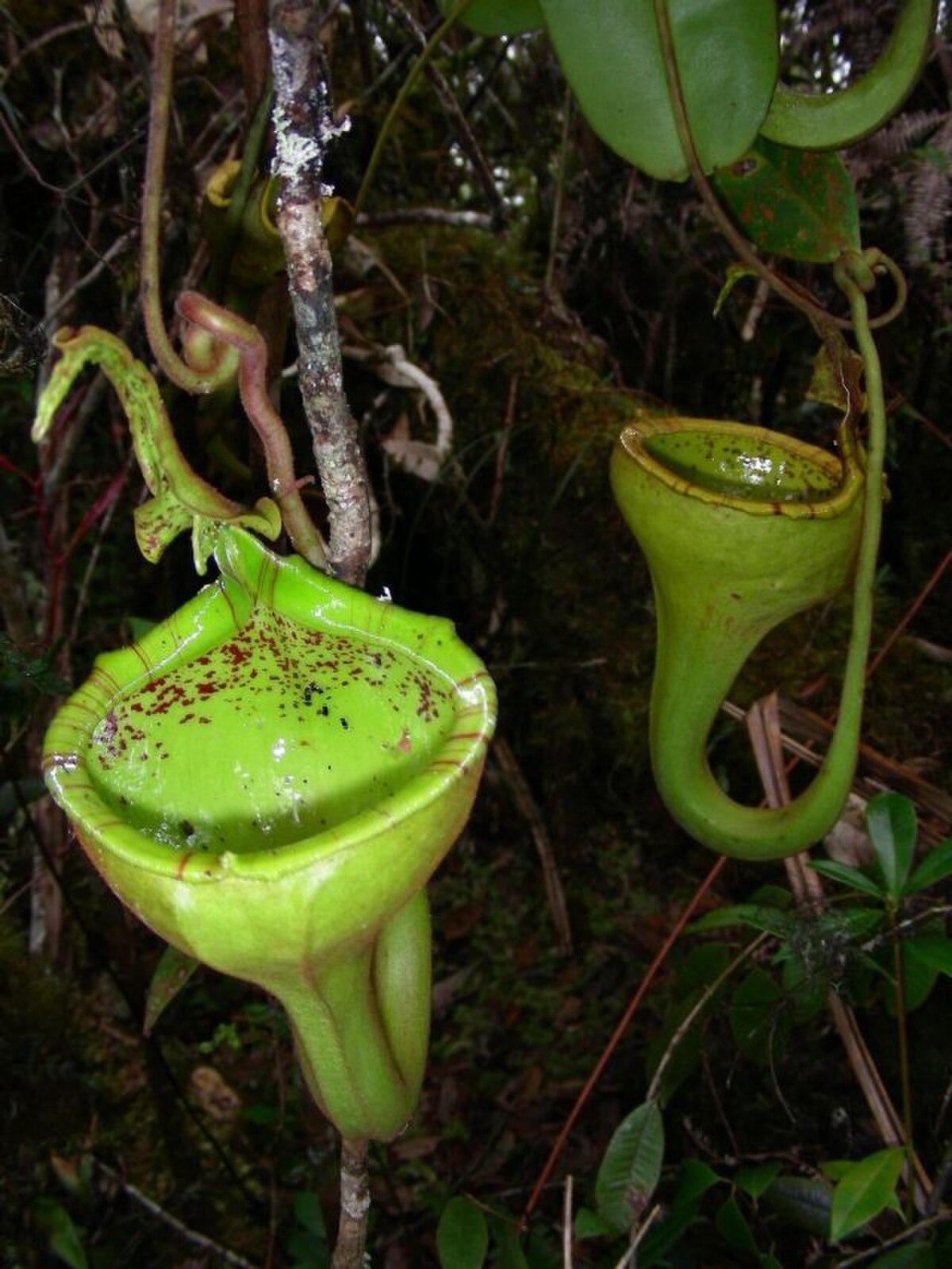 Nepenthes Eymae