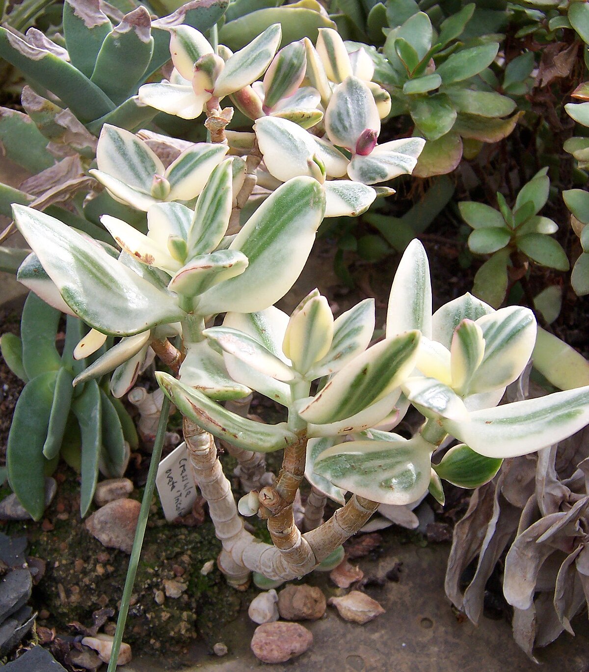 Crassula ovata