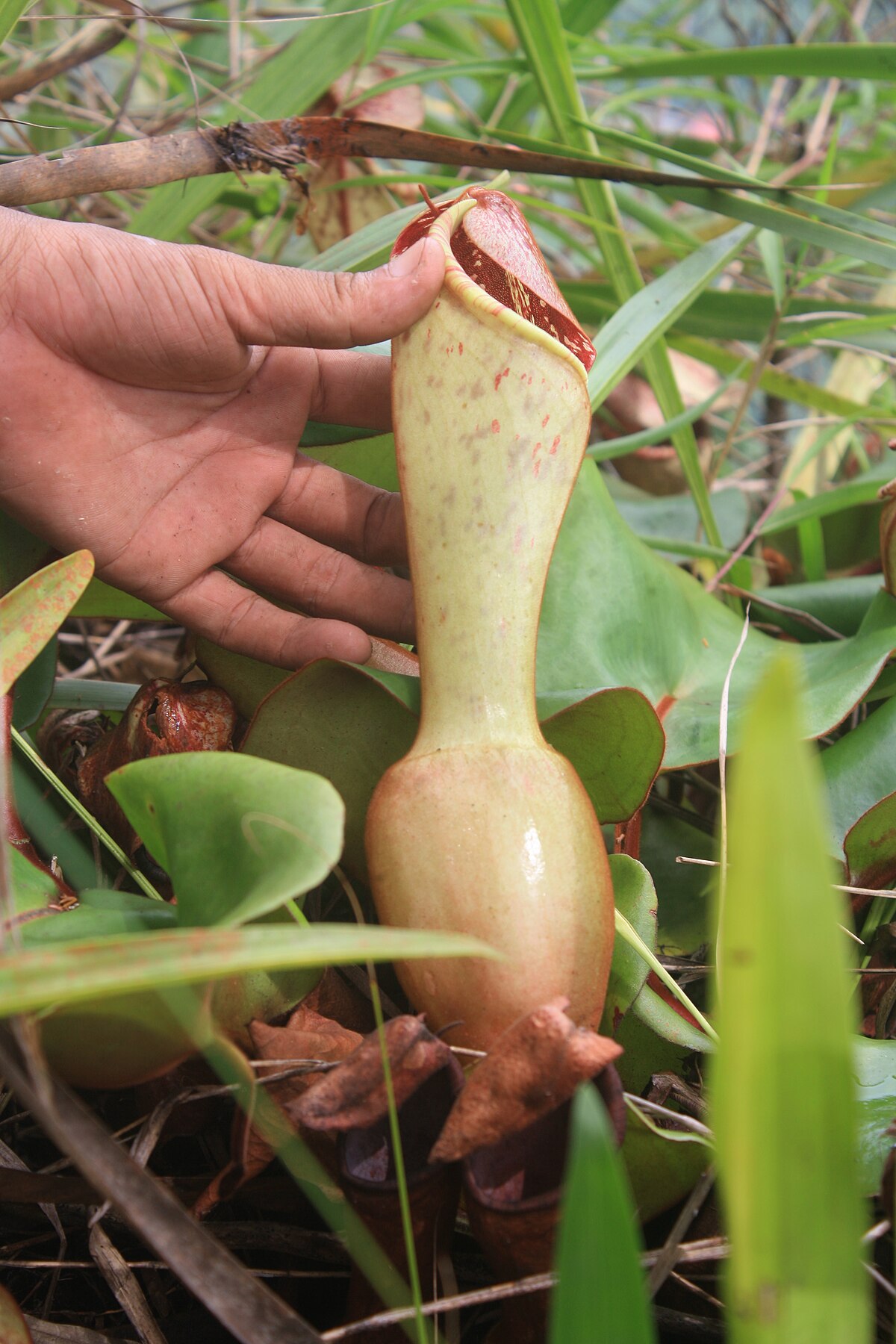 Nepenthes clipeata