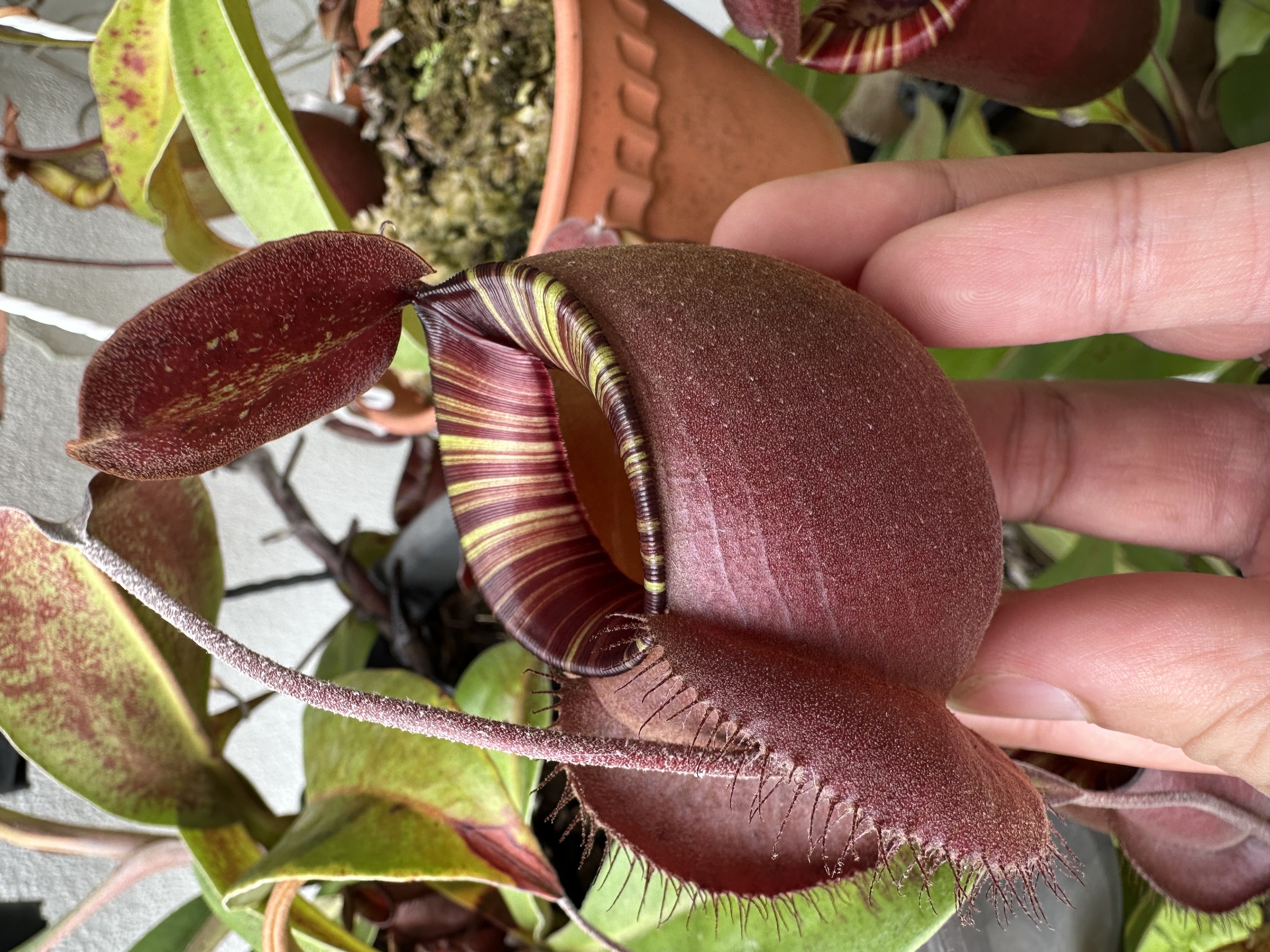 N. Viking x Ampullaria BM