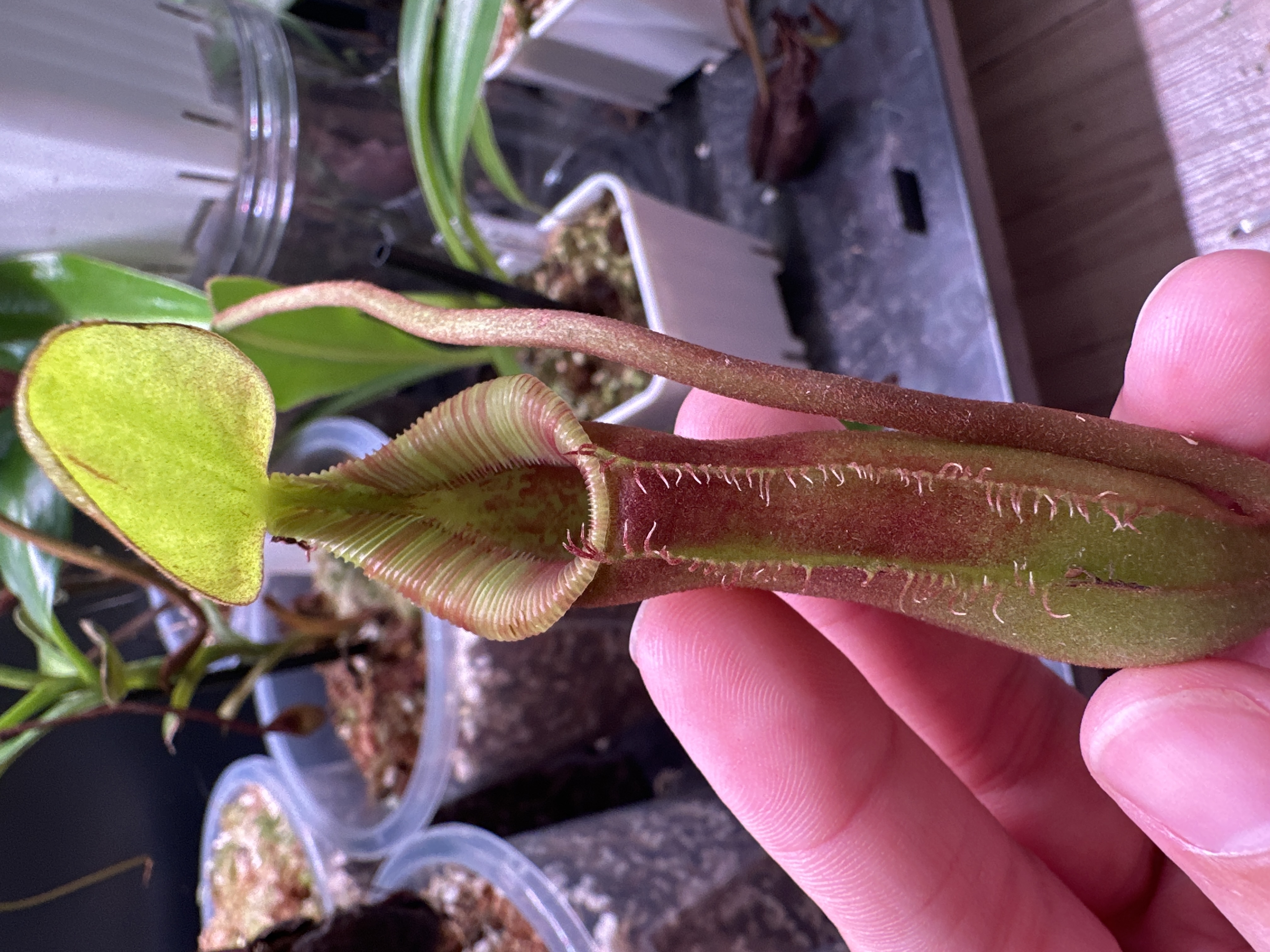 N. Singalana x Lowii