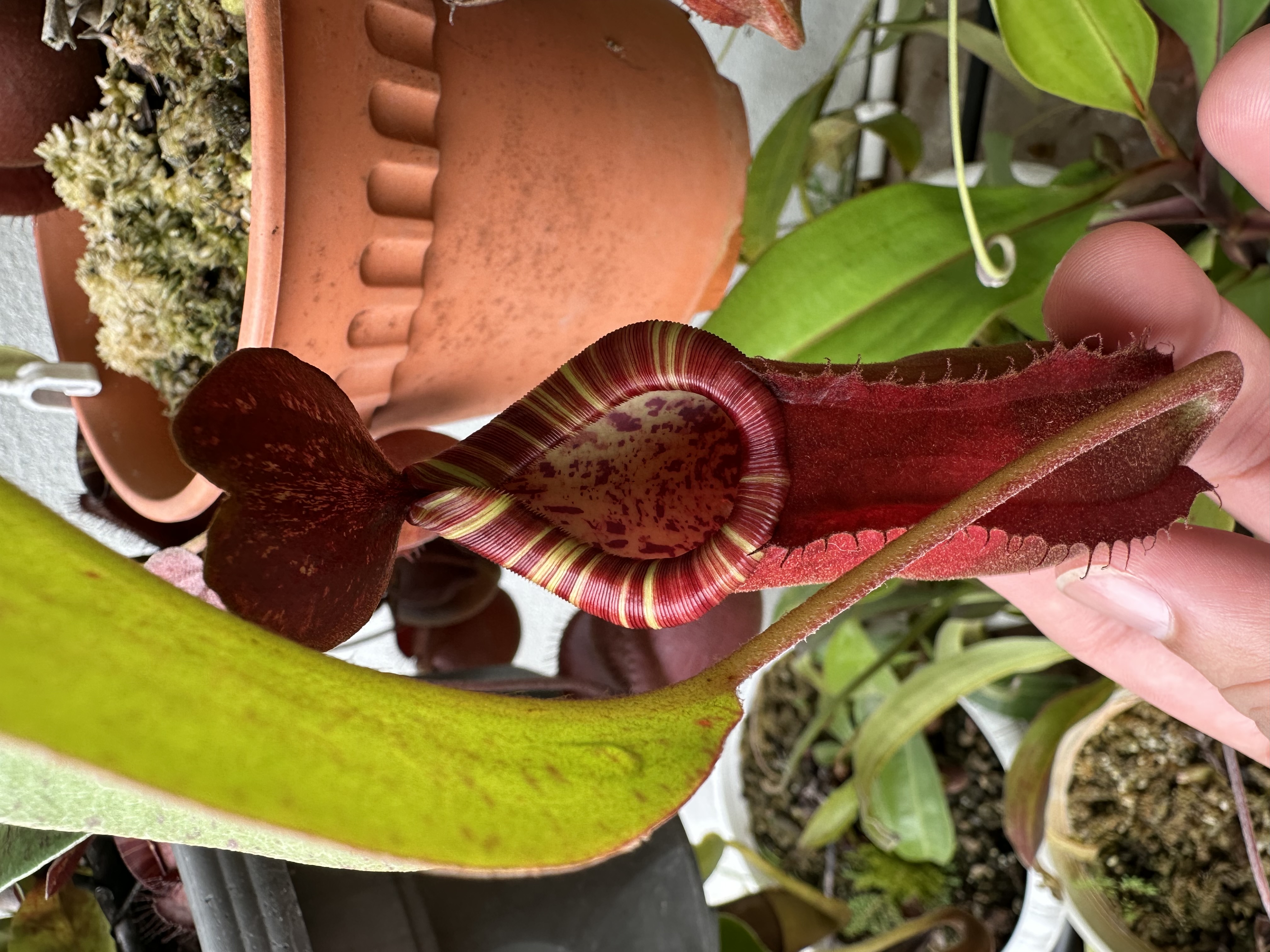 N. Mirabilis x Veitchii
