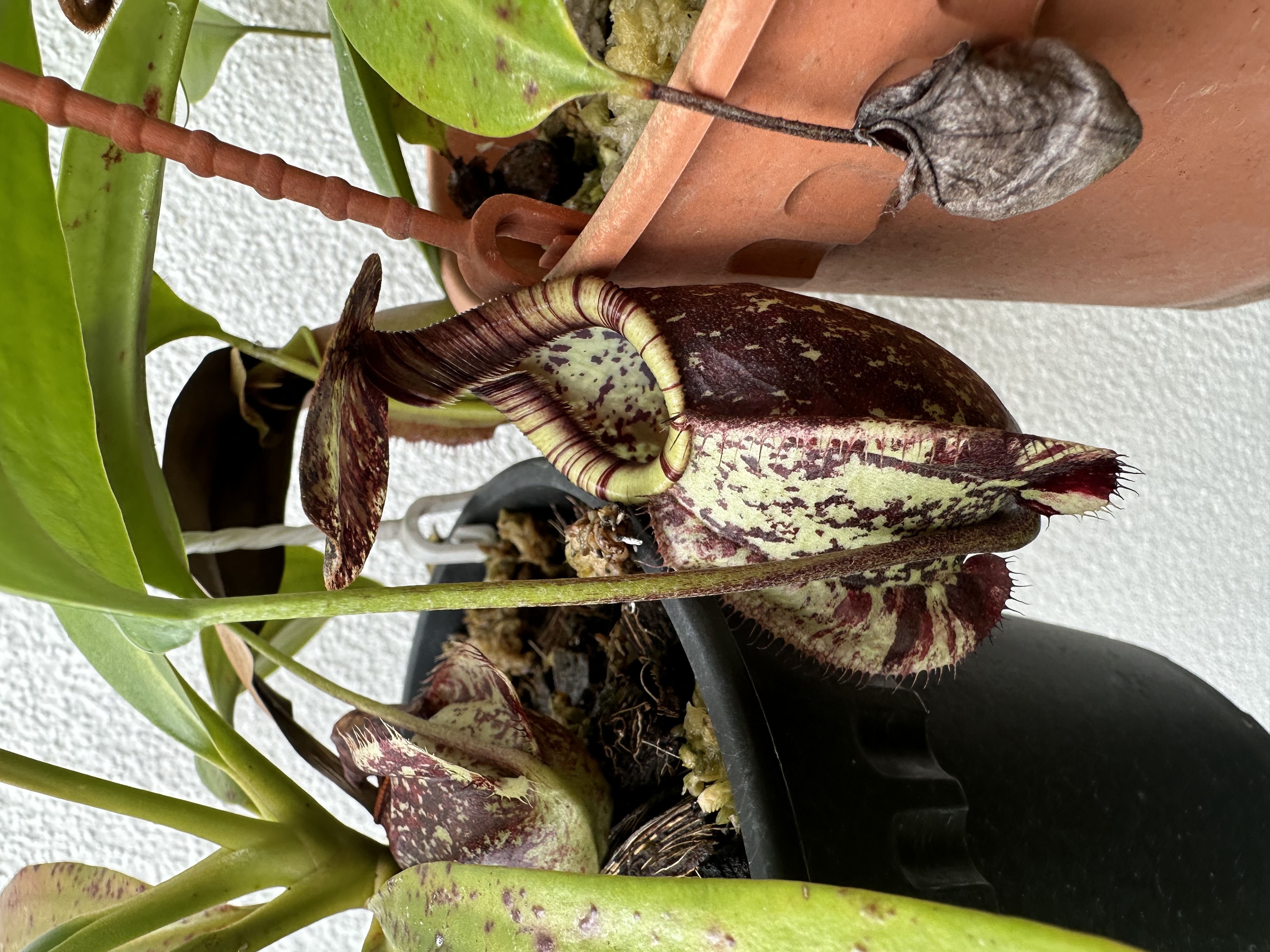 N. Rafflesiana 'Brunei'