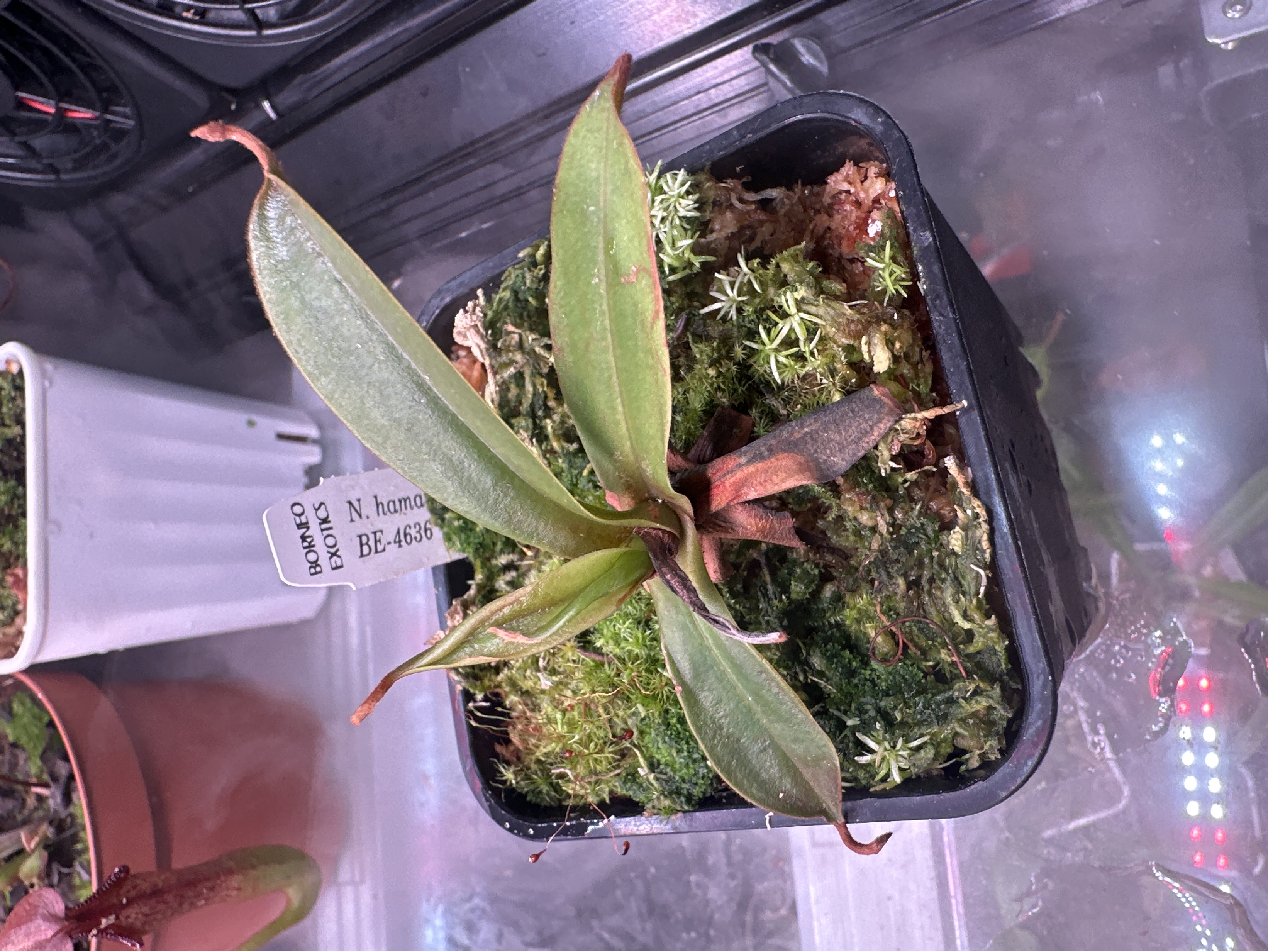 N. Hamata x Attenboroughii