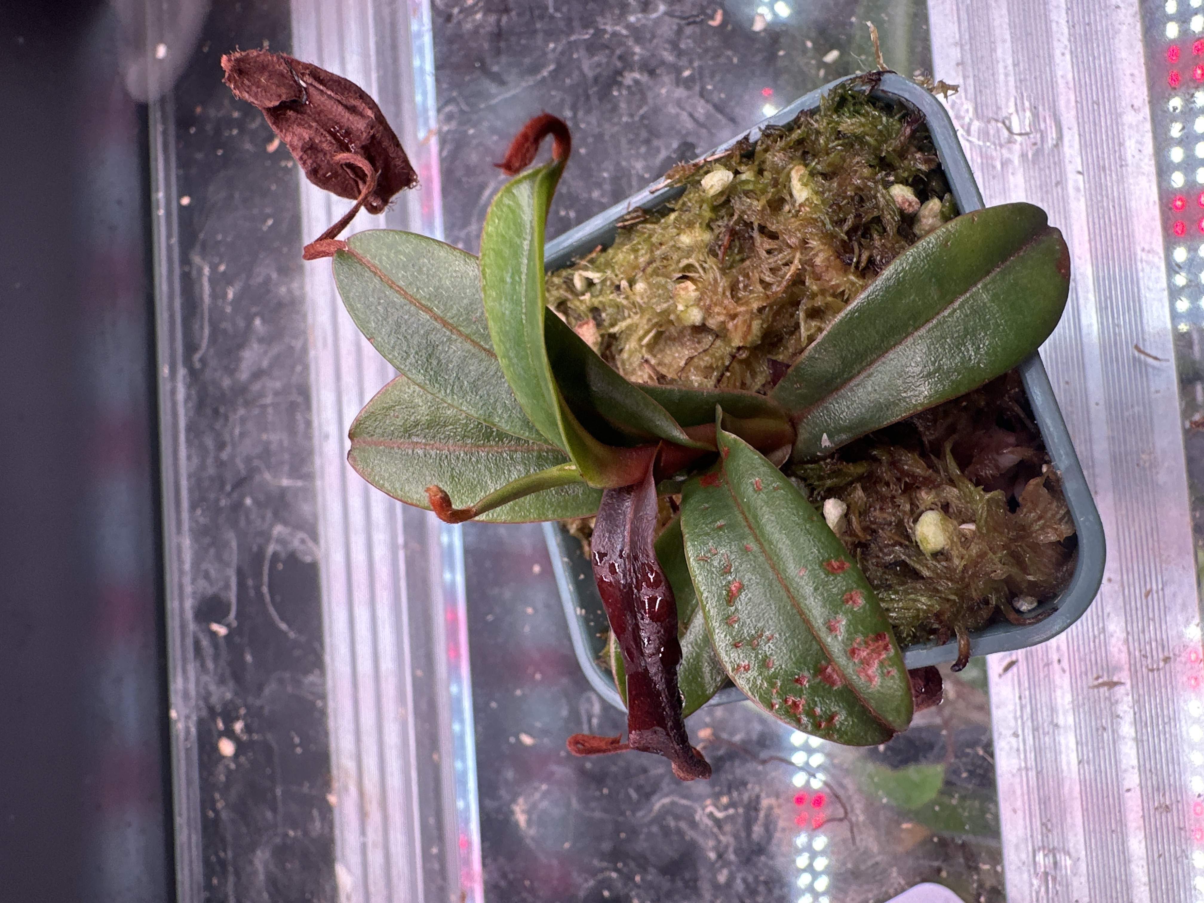 N. Tentaculata Squad