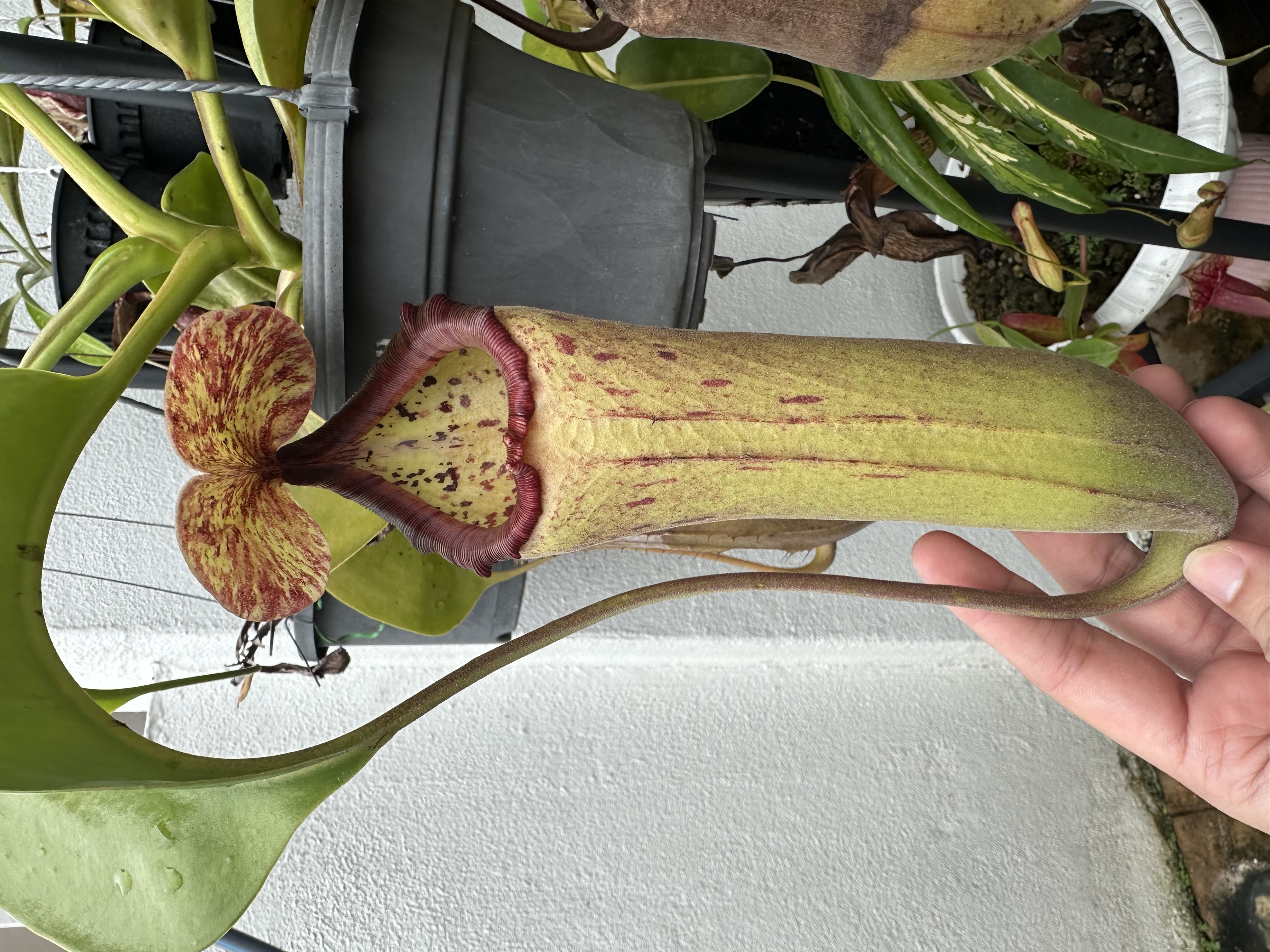 N.  Truncata x Boschiana