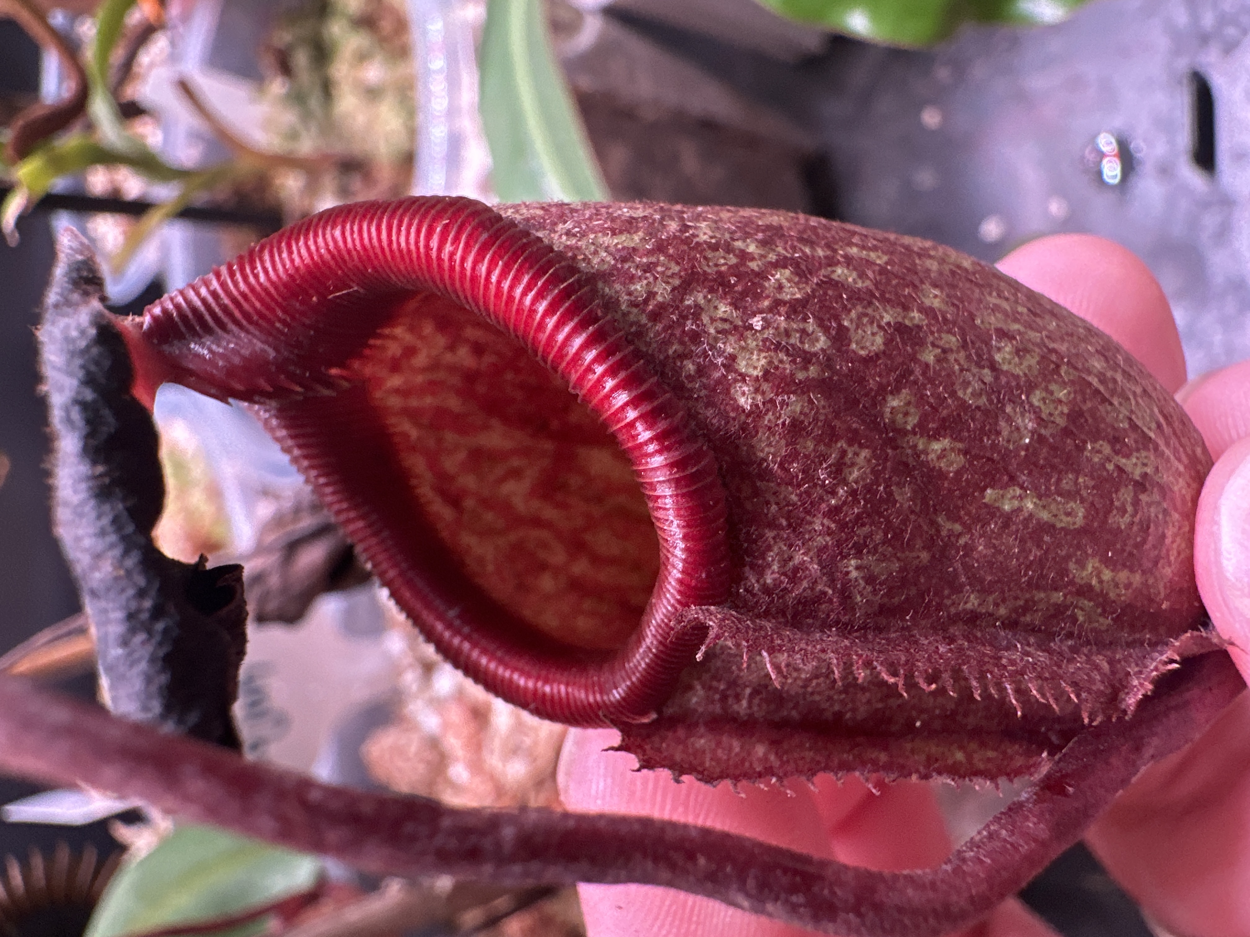 N. Rajah