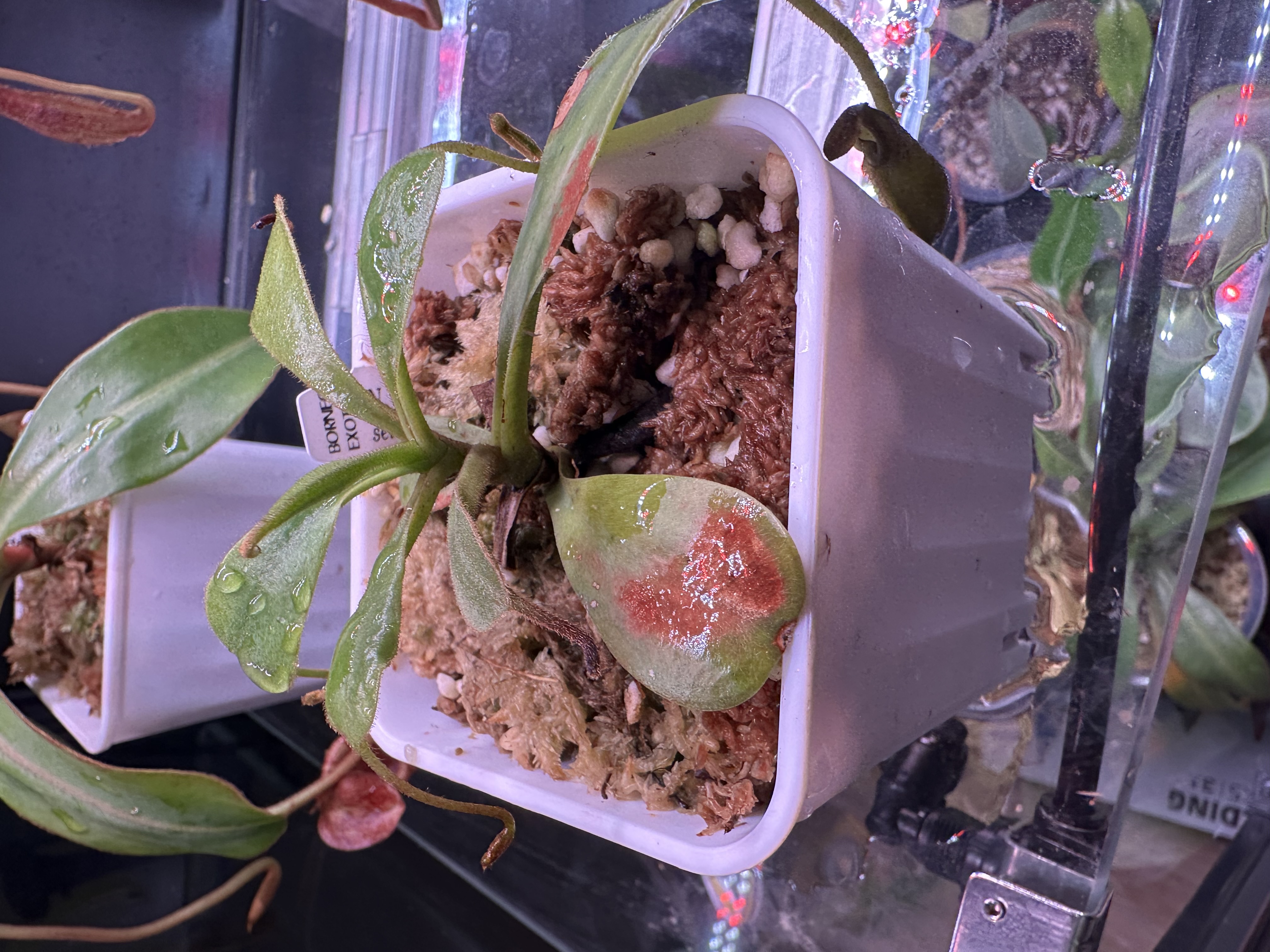 N. Zakriana
