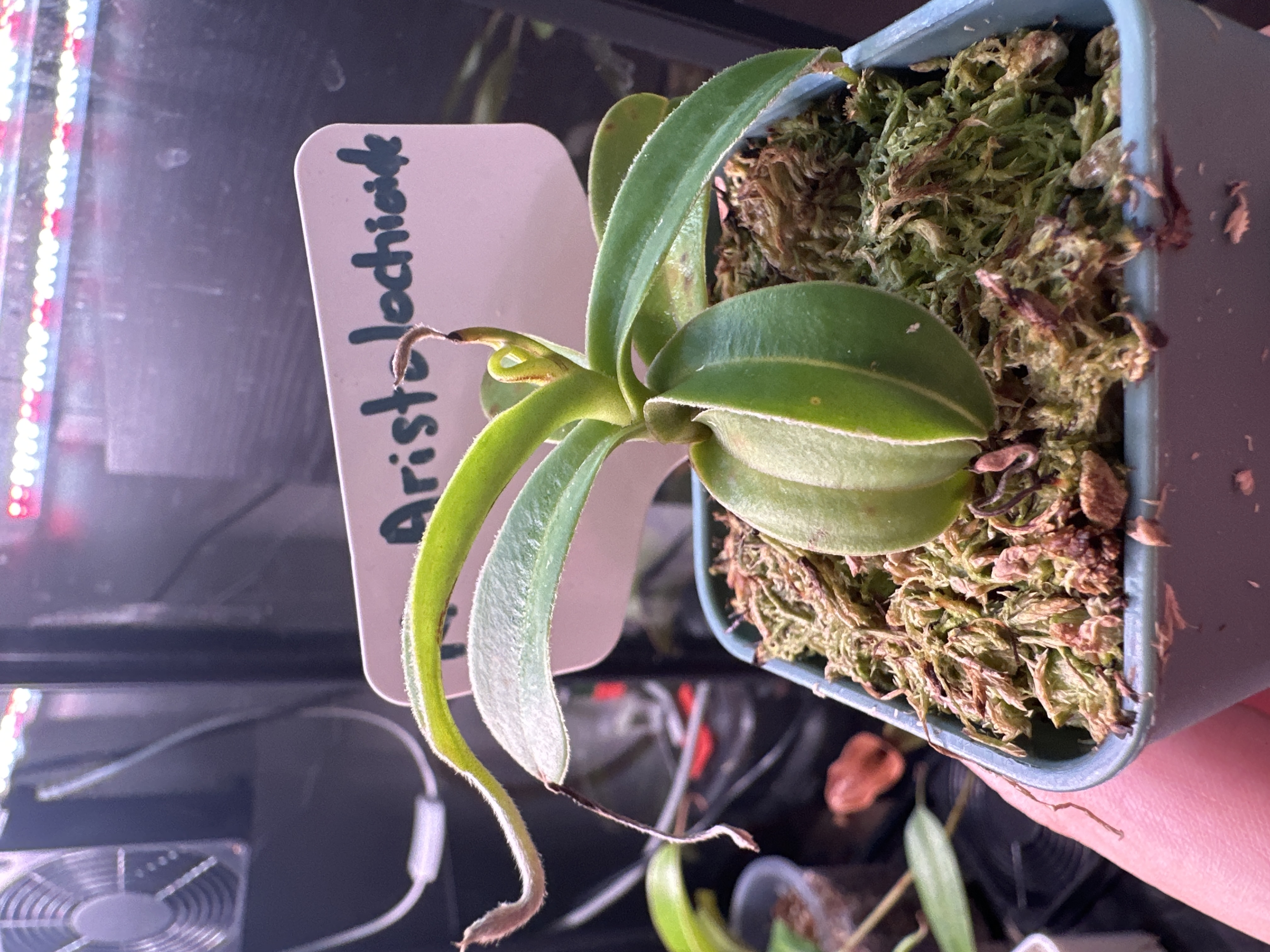 N. Aristolochioides