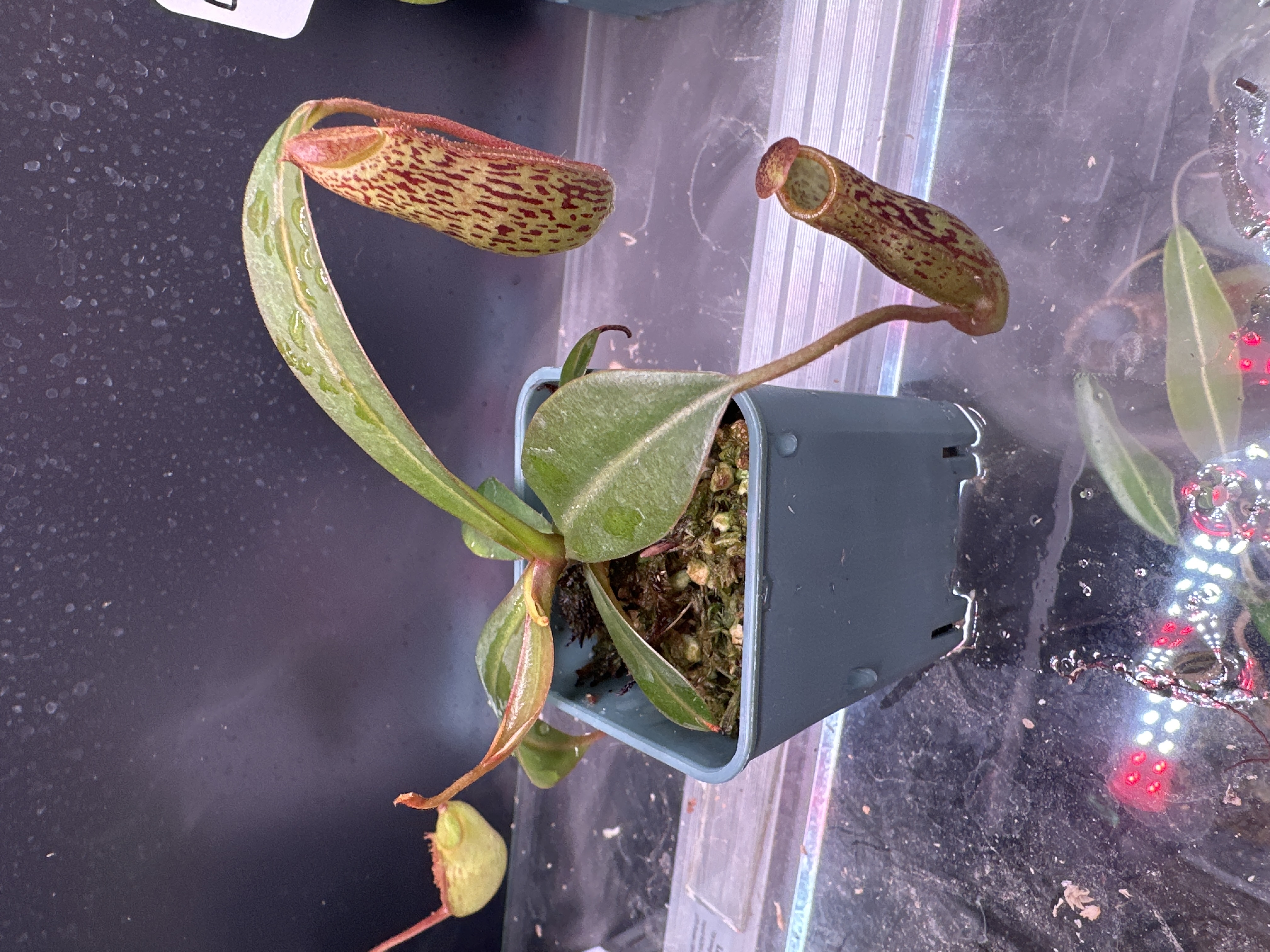 N. Vogelii x Ventricosa