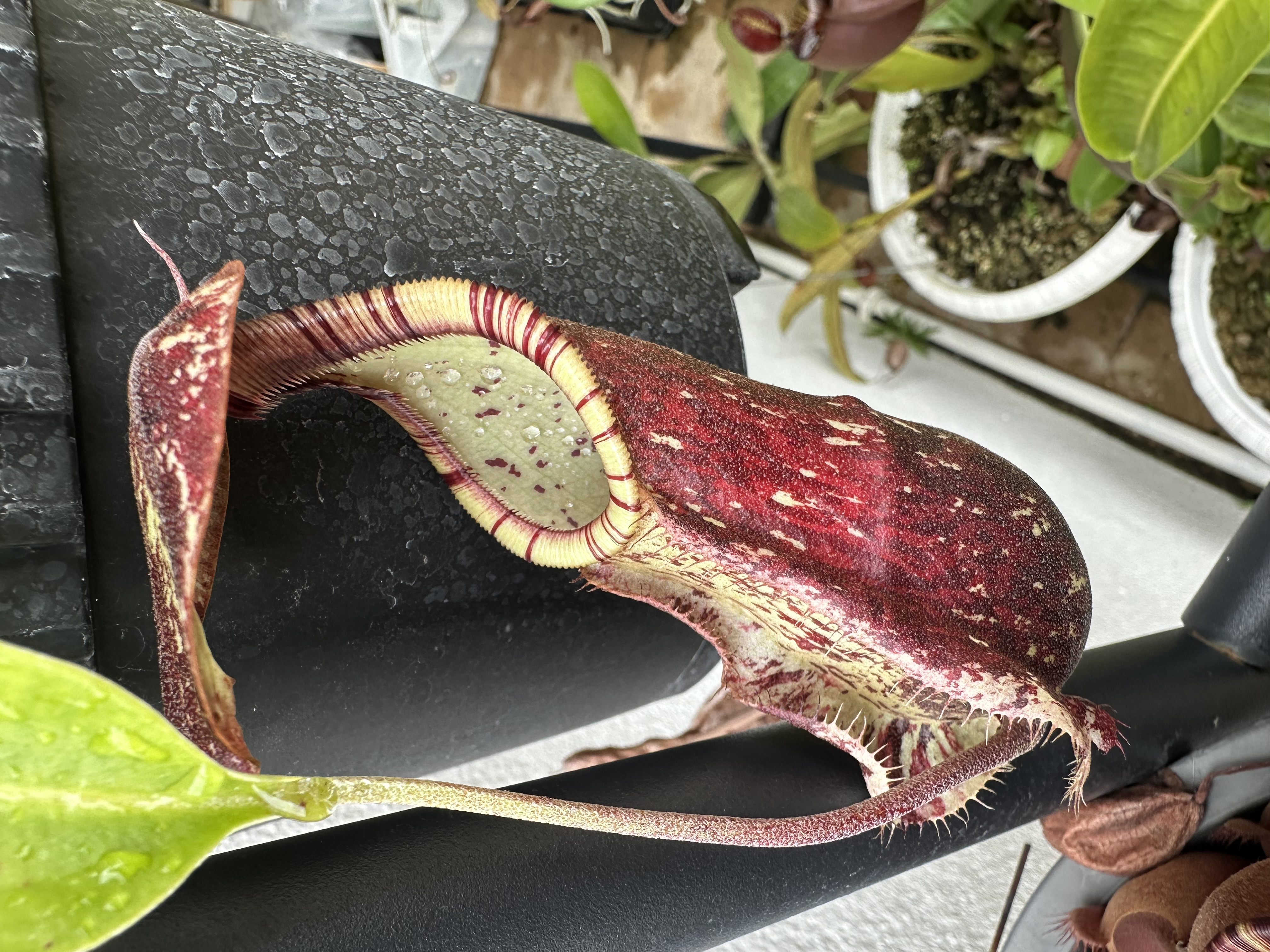 N. Rafflesiana