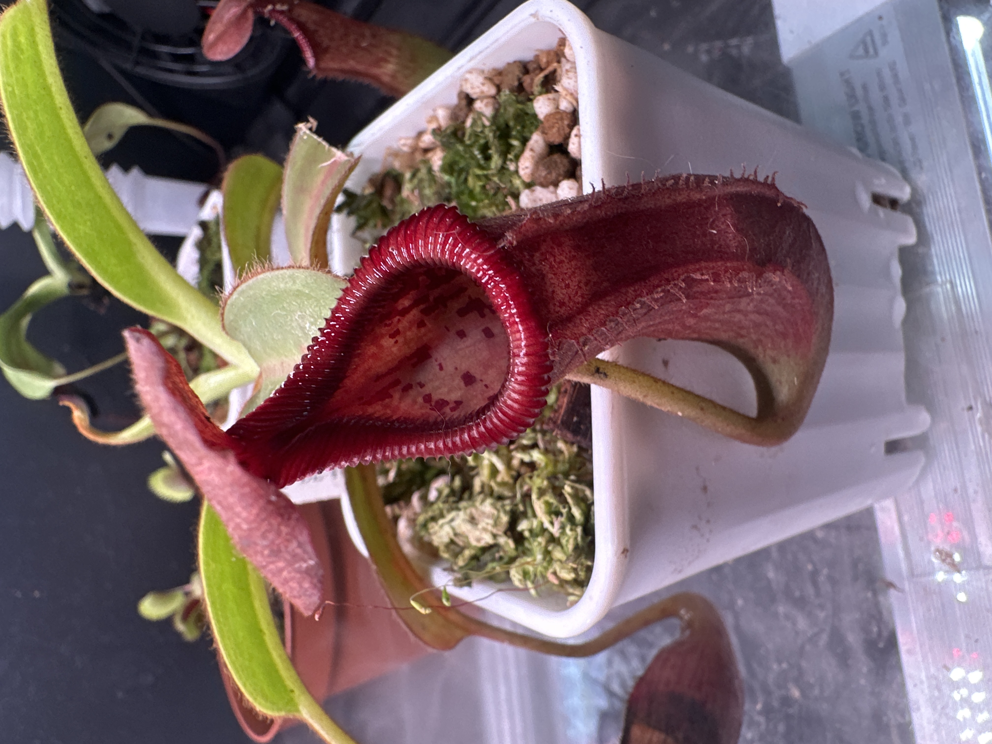 N. Glandulifera x Edwardsiana