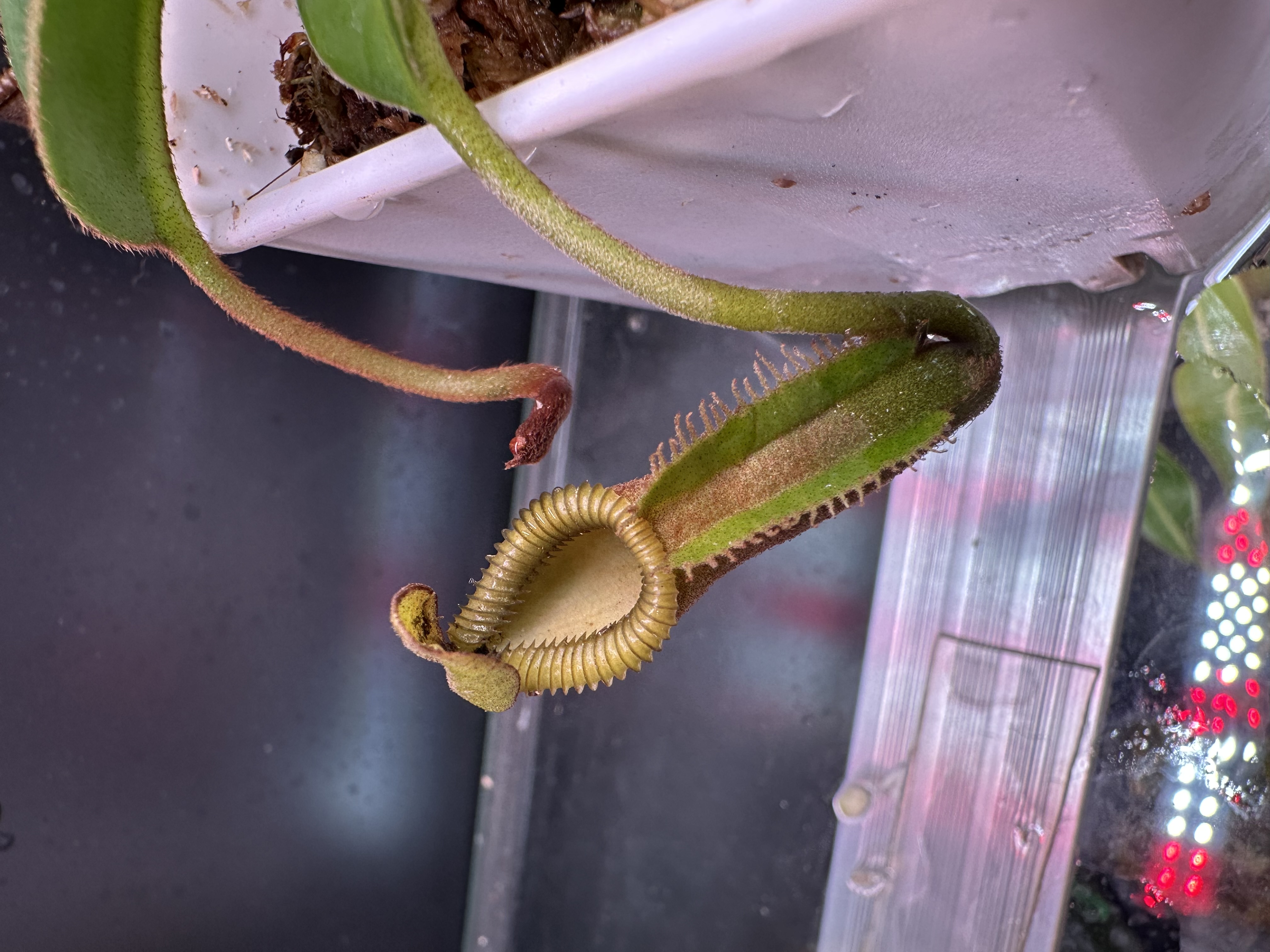 N. Macrophylla Yellow