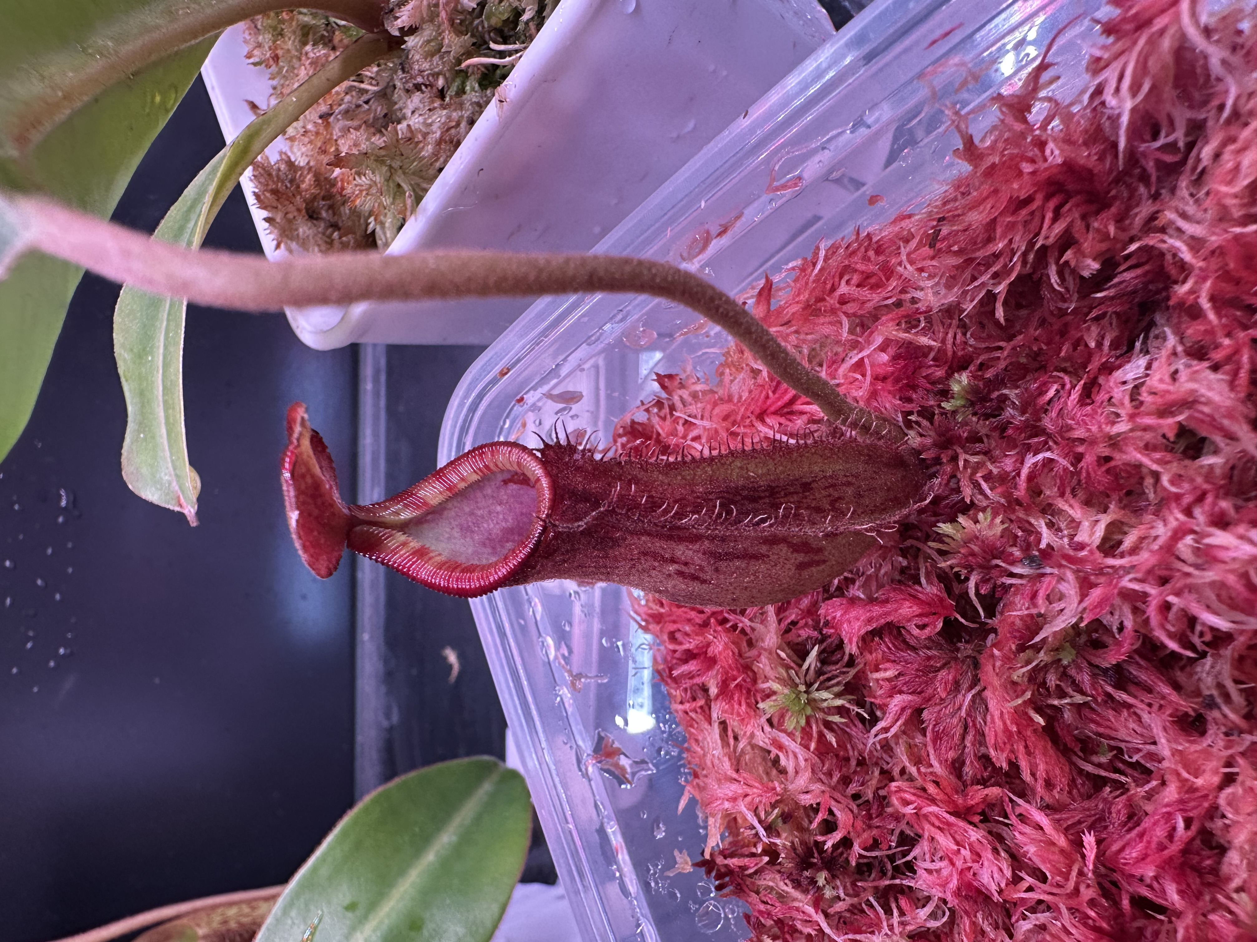 N. Boschiana x Lowii