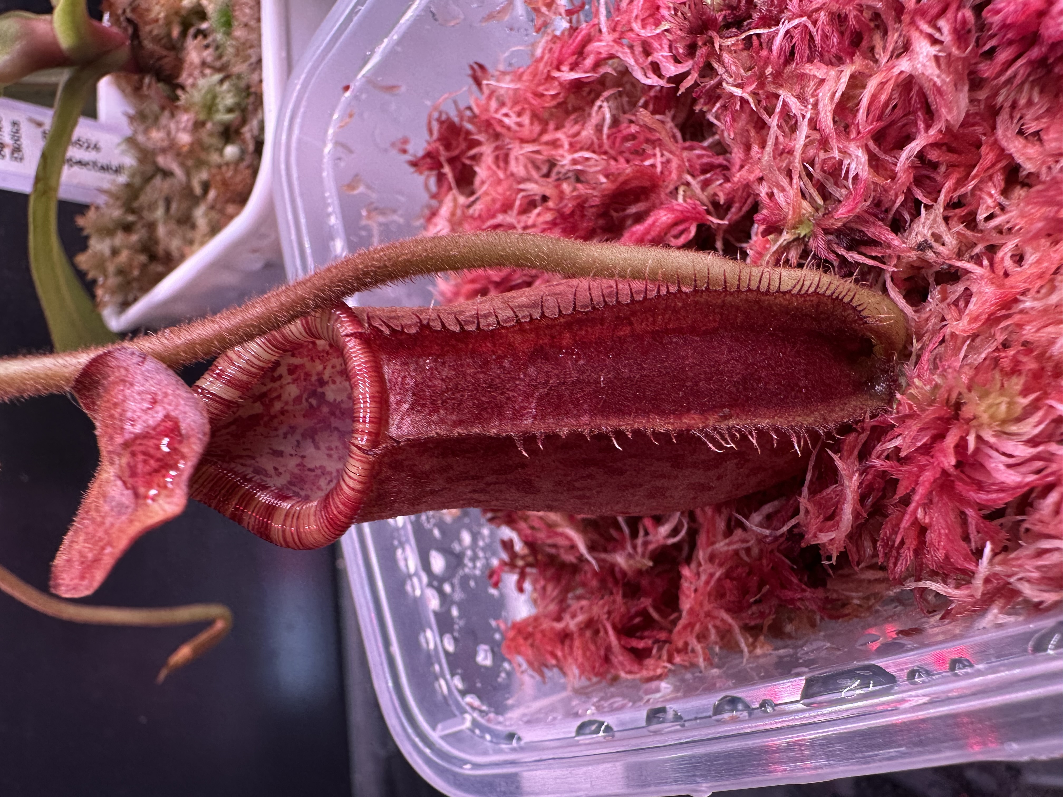 N. Spectabilis x Lowii