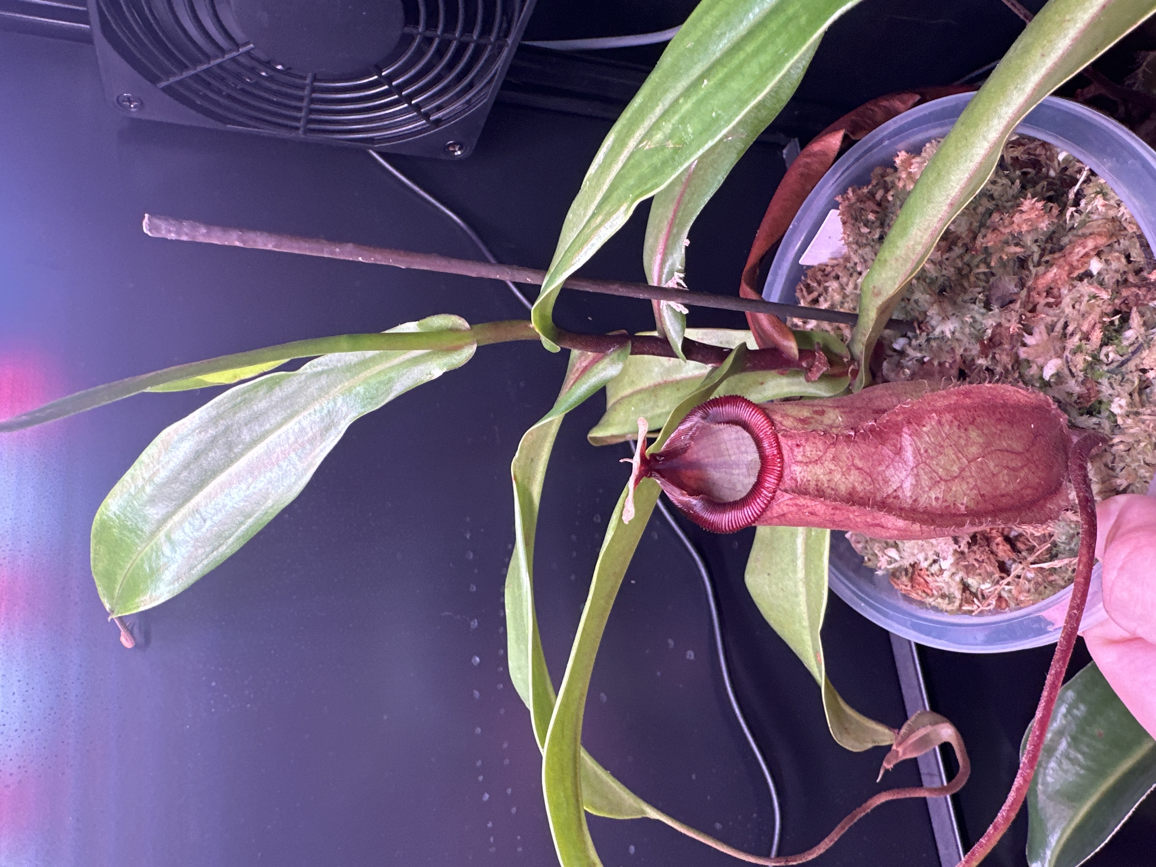 N. Viking x Hamata