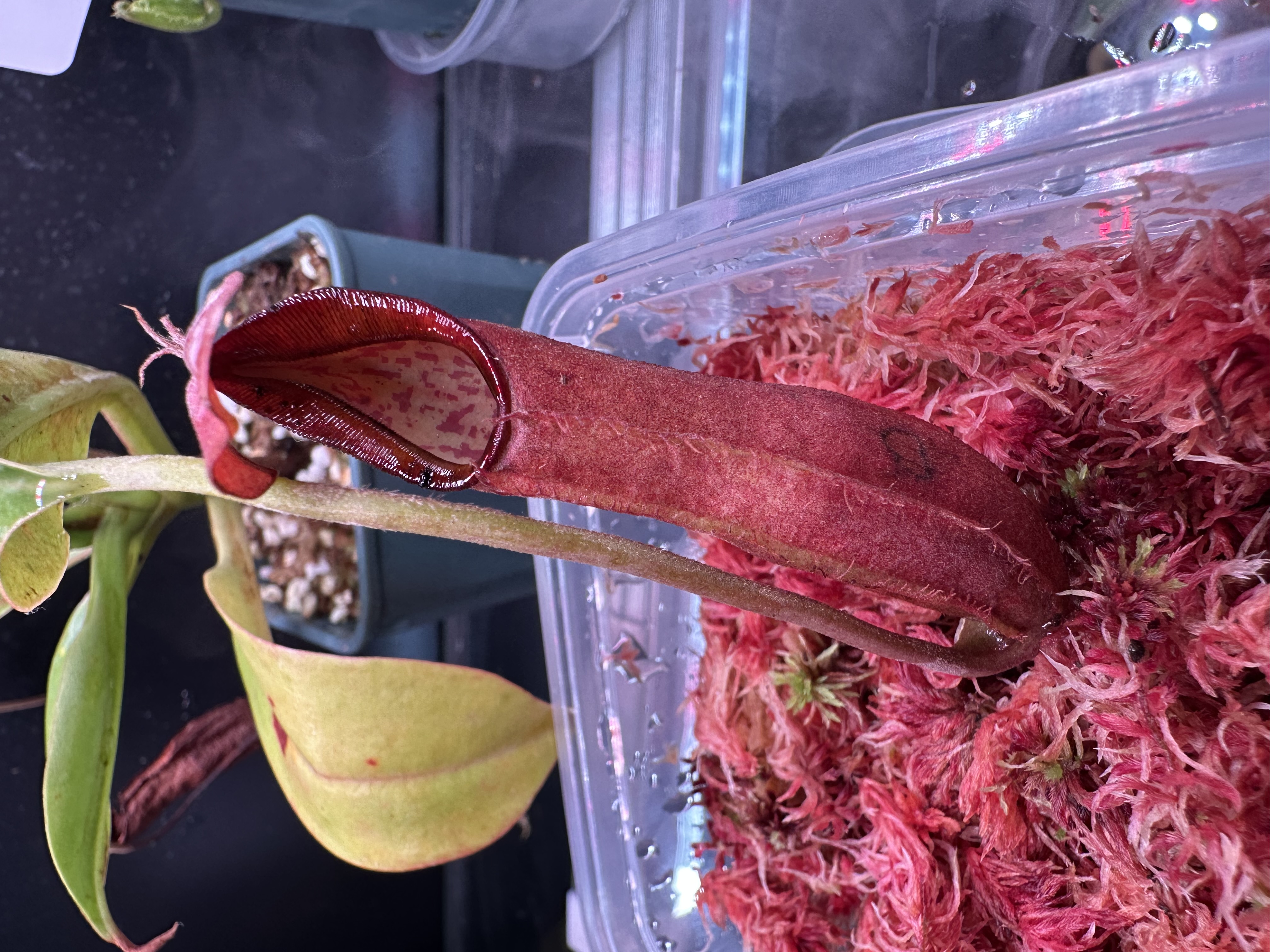 N. Ramispina x Robcantleyi