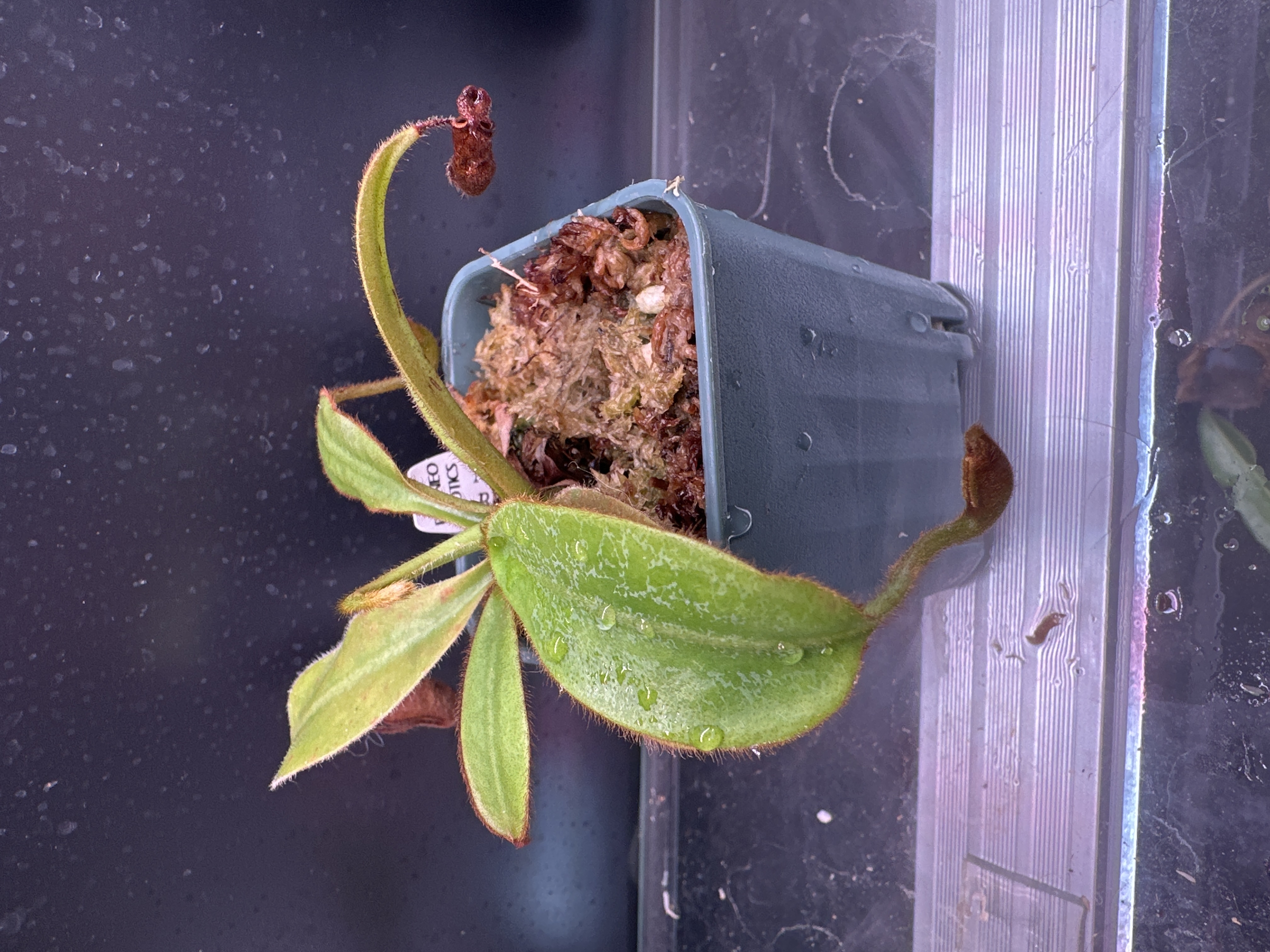N. Burbidgeae x Veitchii