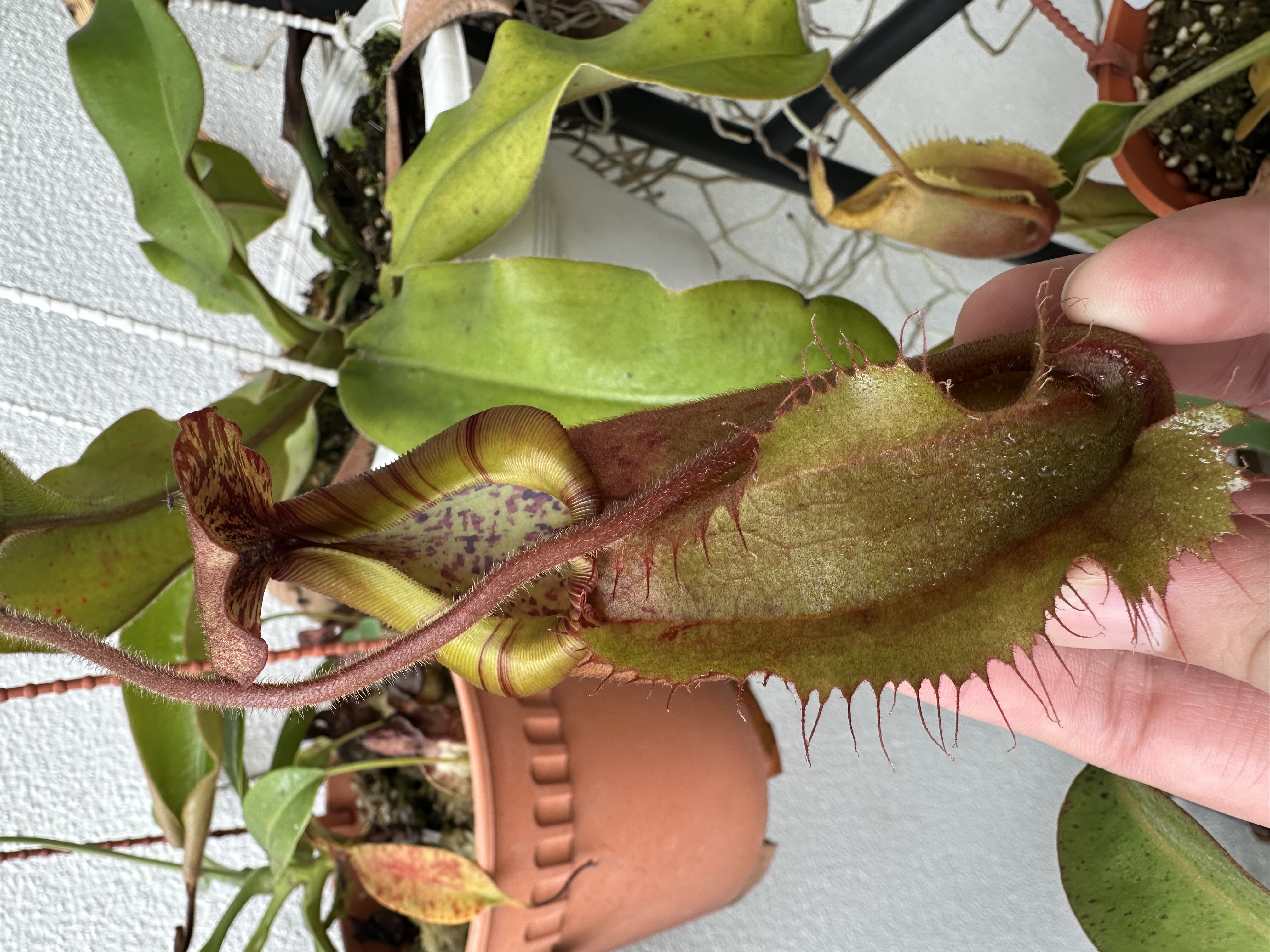 N. (Suratensis x Sumatrana) x Veitchii Bario
