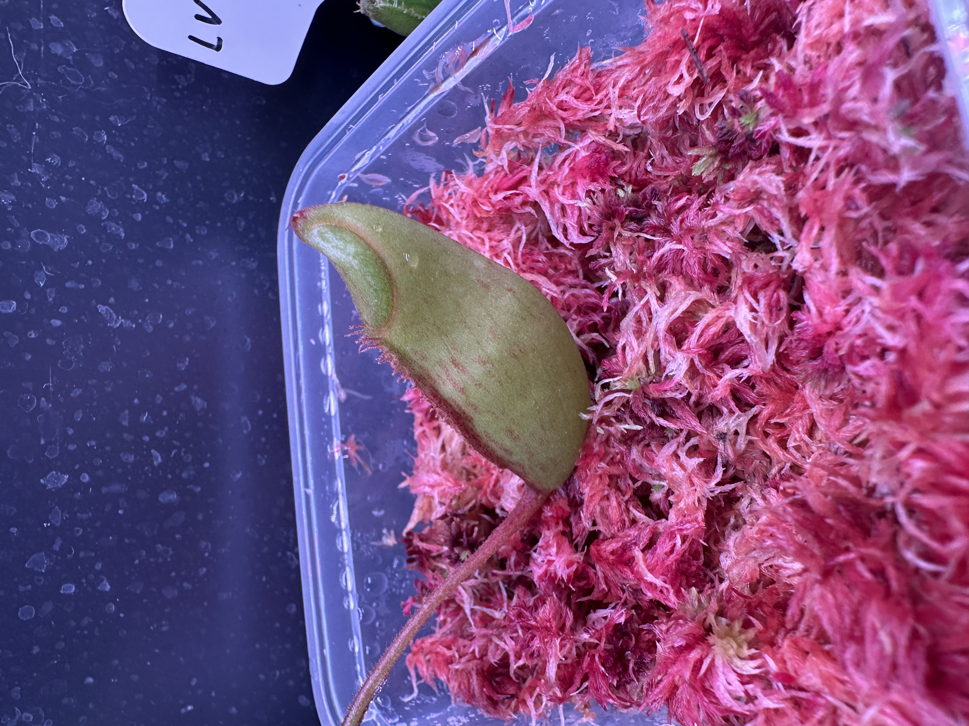 N. Rajah x Veitchii