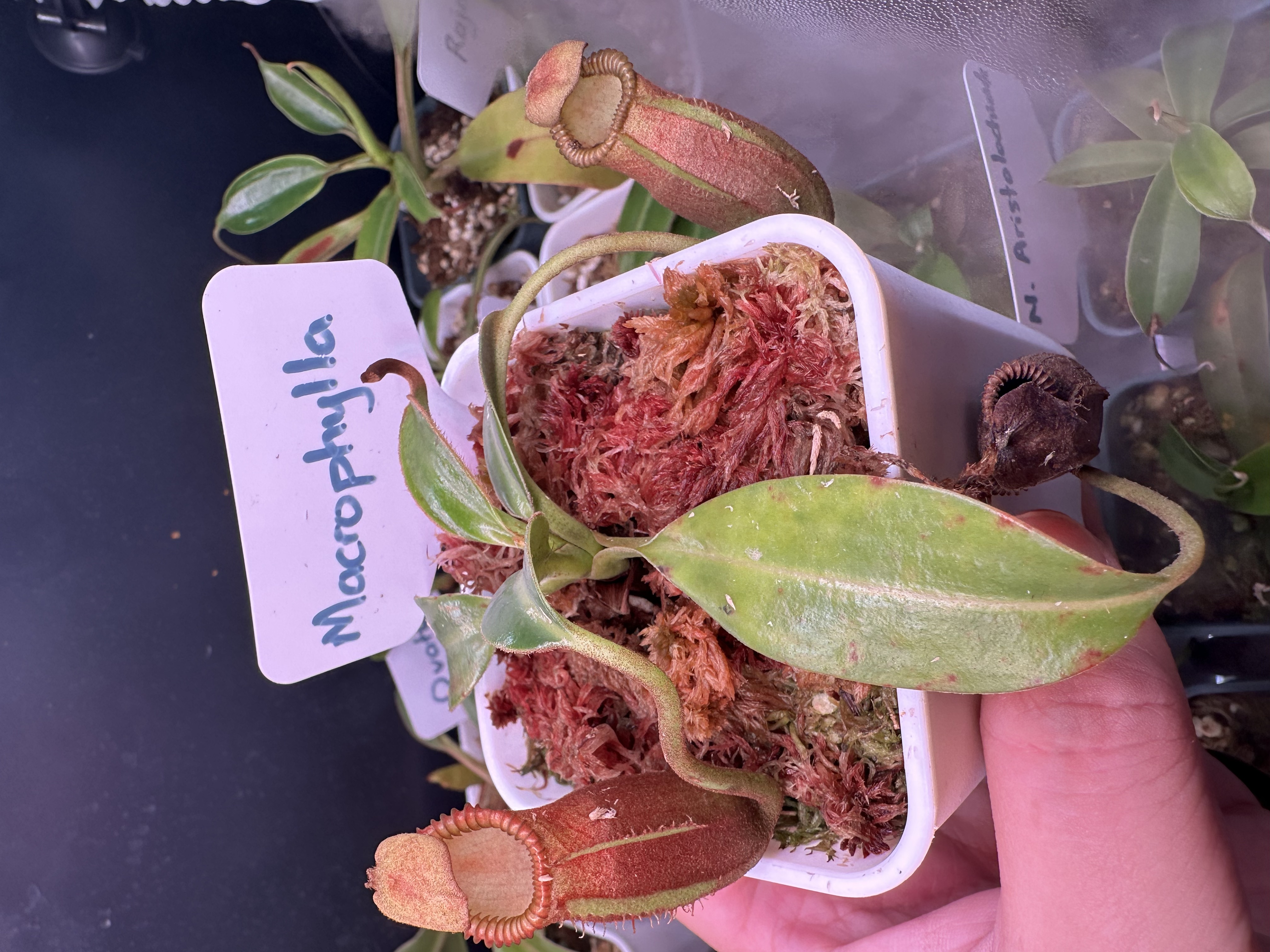 N. Macrophylla Red