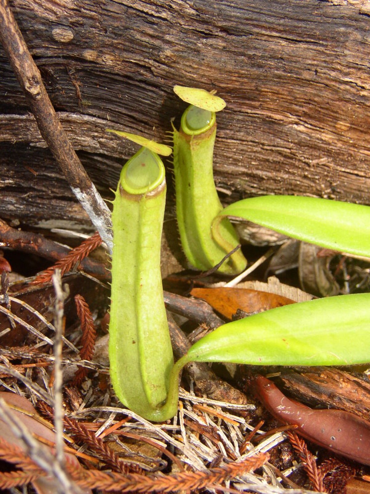 Nepenthes Albomarginata