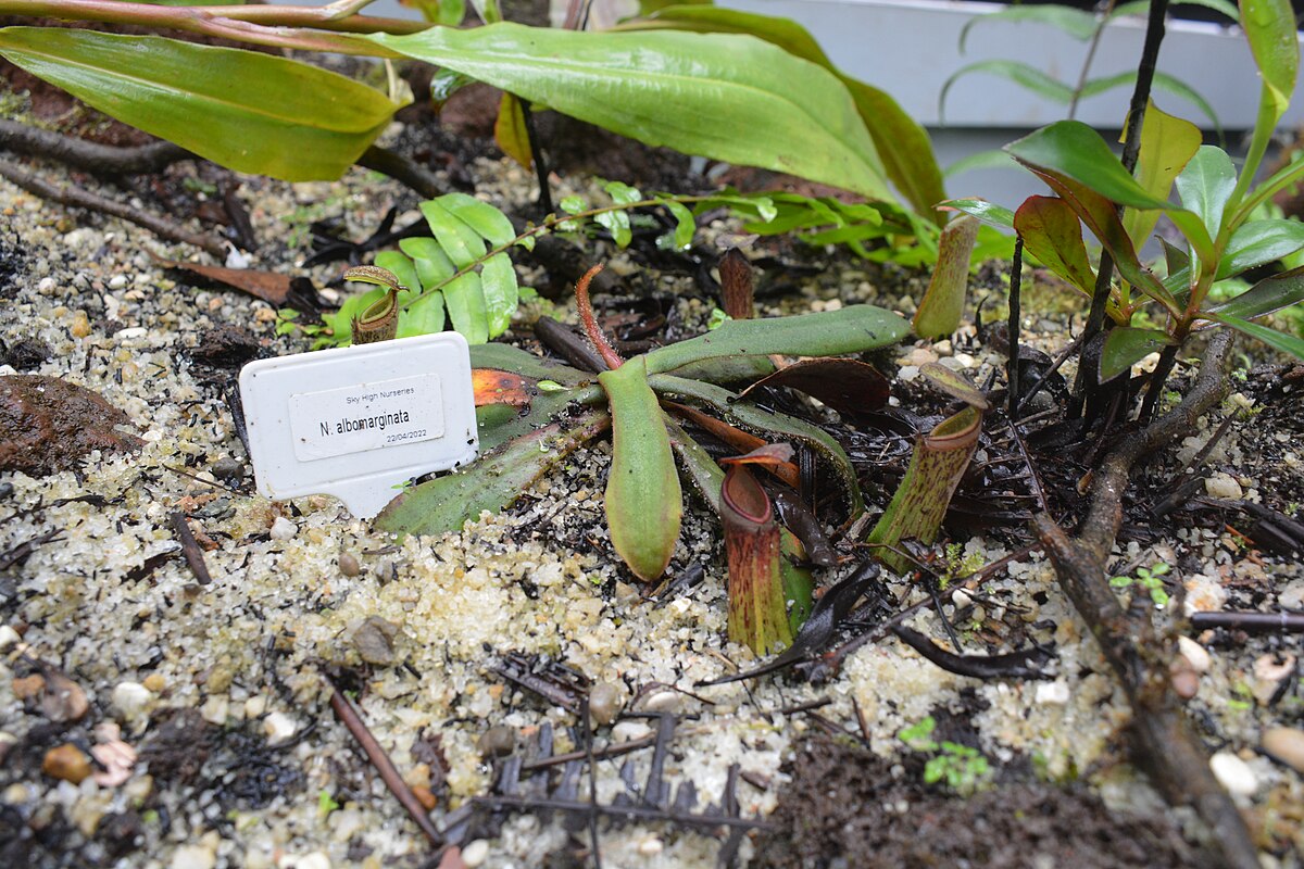 Nepenthes albomarginata in the Bogor Botanical Gardens