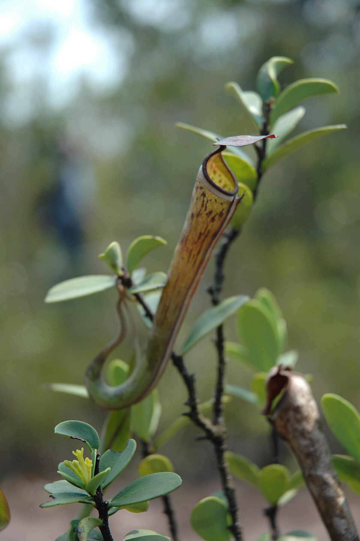 Nepenthes Albomarginata