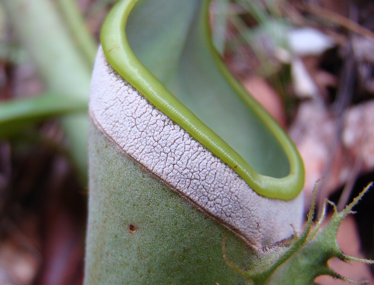 Nepenthes Albomarginata